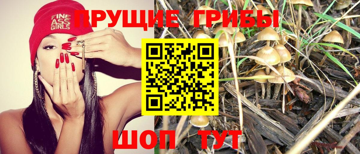 Михайловка  Галлюциногенные грибы Psilocybe  Вход с VPN  Псилоцибиновые грибы ЛСД 